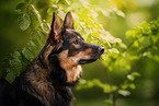 Shepherd-Mongrel