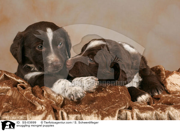 snuggling mongrel puppies / SS-03699