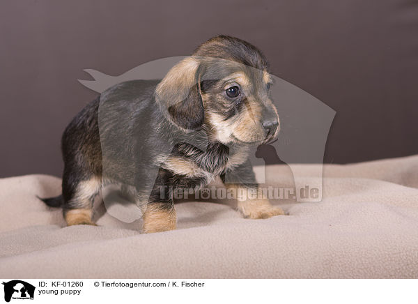 young puppy / KF-01260