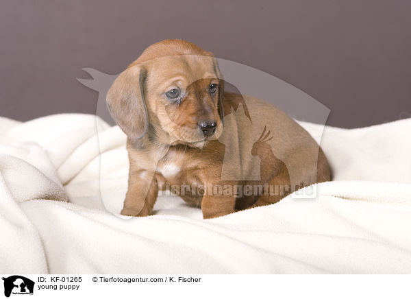young puppy / KF-01265
