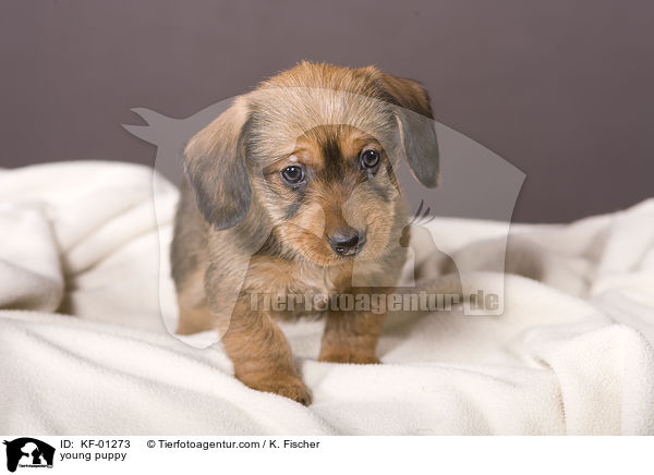 young puppy / KF-01273
