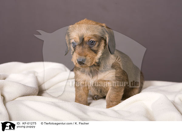young puppy / KF-01275
