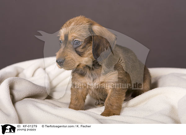 young puppy / KF-01279