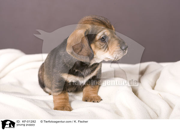 young puppy / KF-01282