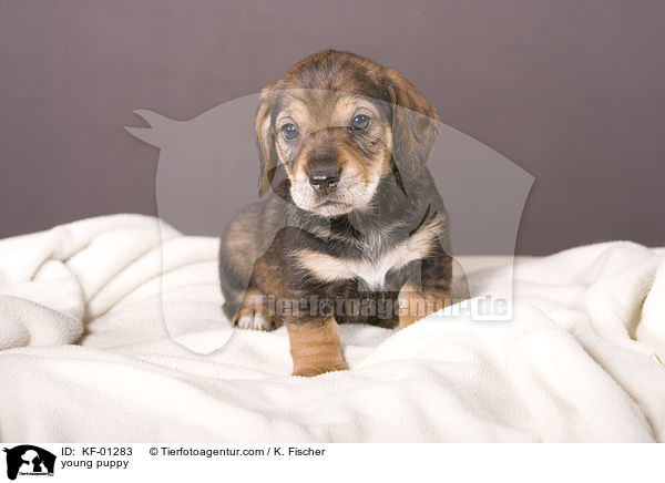 young puppy / KF-01283
