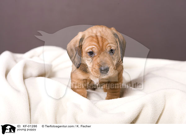 young puppy / KF-01286