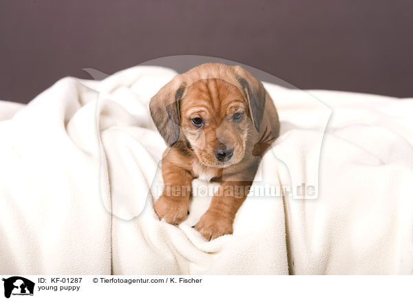young puppy / KF-01287