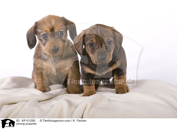 young puppies / KF-01290