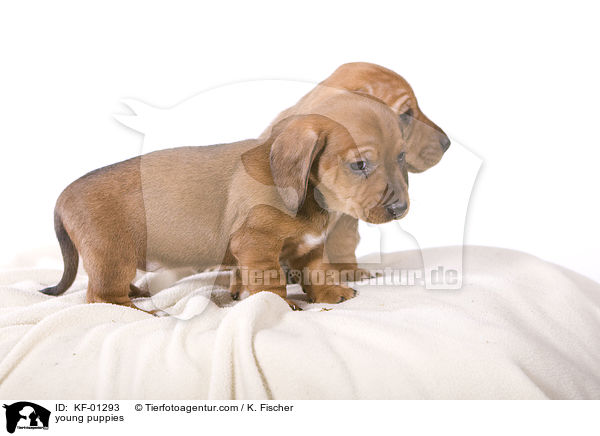 young puppies / KF-01293