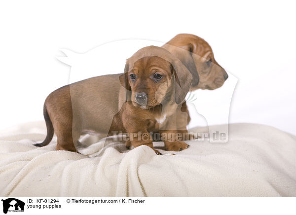 young puppies / KF-01294