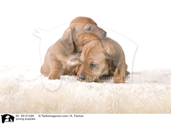 young puppies / KF-01295