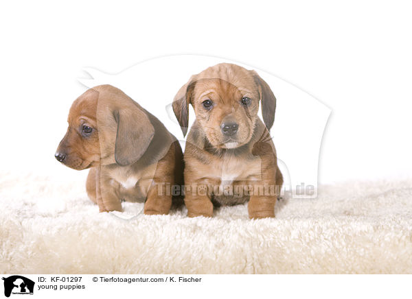 young puppies / KF-01297