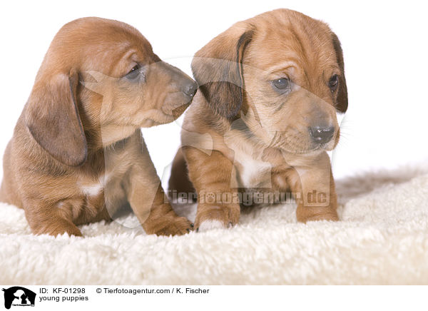 young puppies / KF-01298