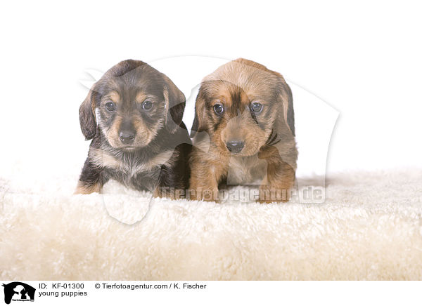 young puppies / KF-01300
