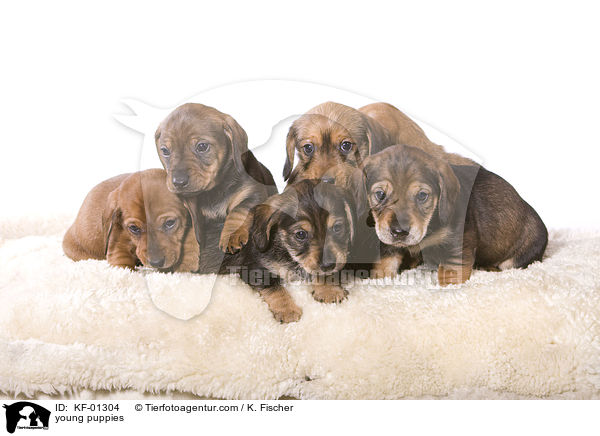 young puppies / KF-01304