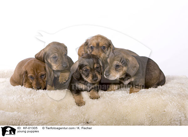 young puppies / KF-01305
