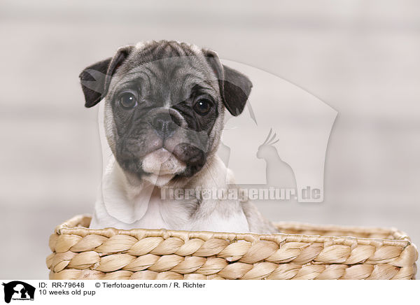 10 weeks old pup / RR-79648