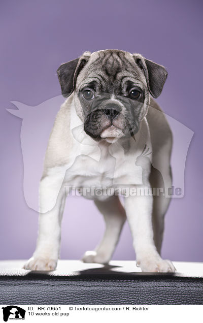 10 weeks old pup / RR-79651