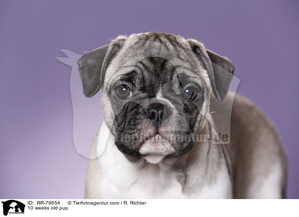 10 weeks old pup / RR-79654