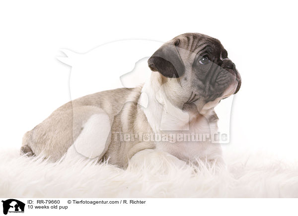 10 weeks old pup / RR-79660
