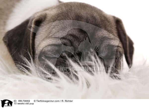 10 weeks old pup / RR-79669