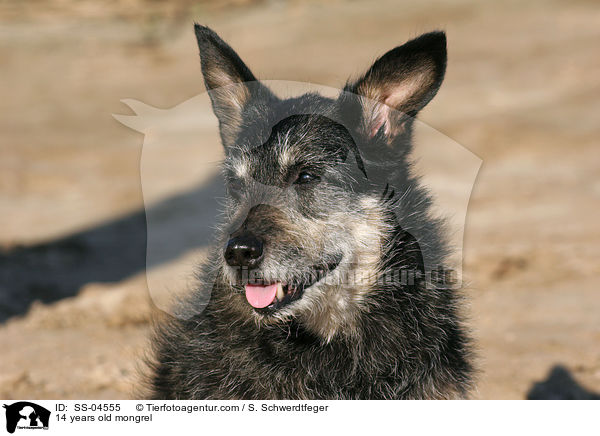 14 Jahre alter Mischling / 14 years old mongrel / SS-04555