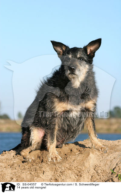 14 Jahre alter Mischling / 14 years old mongrel / SS-04557