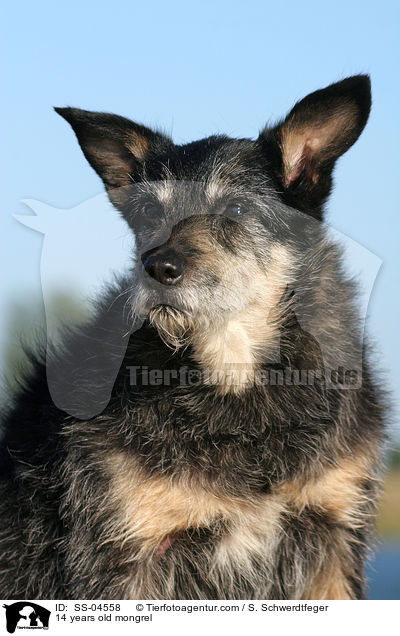 14 Jahre alter Mischling / 14 years old mongrel / SS-04558