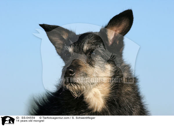 14 Jahre alter Mischling / 14 years old mongrel / SS-04559