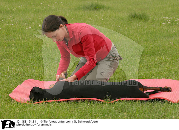 Tierphysiotherapie / physiotherapy for animals / SS-15421