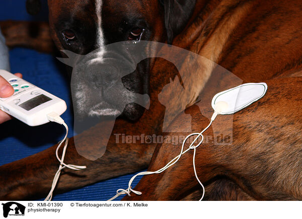 Tierphysiotherapie / physiotherapy / KMI-01390