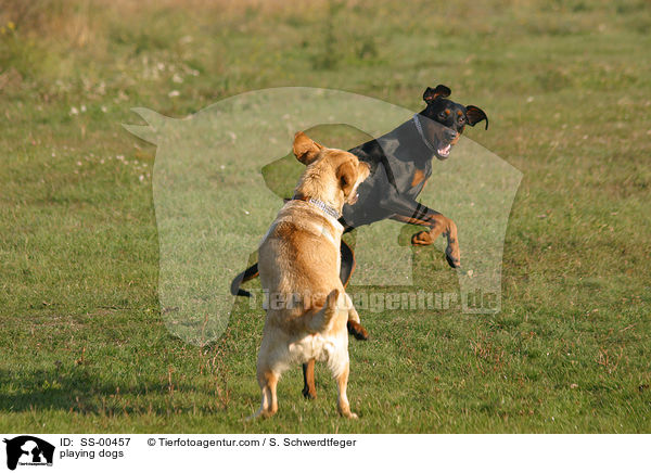 spielende Hunde / playing dogs / SS-00457