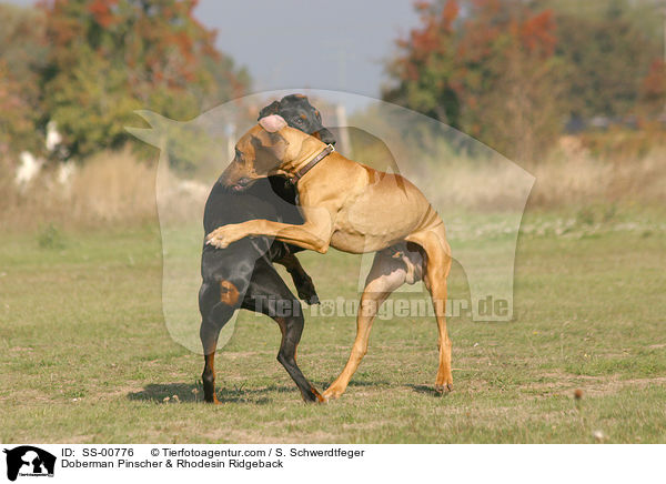 Dobermann & Rhodesin Ridgeback / Doberman Pinscher & Rhodesin Ridgeback / SS-00776