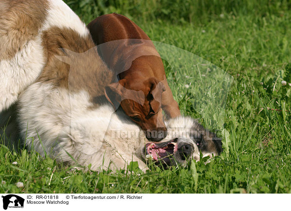 Rhodesian Ridgeback & Moskauer Wachhund / Moscow Watchdog / RR-01818