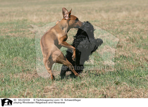 playing Rhodesian Ridgeback and Havanese / SS-02439
