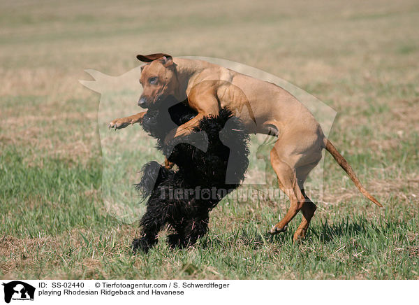 spielender Rhodesian Ridgeback und Havaneser / playing Rhodesian Ridgeback and Havanese / SS-02440