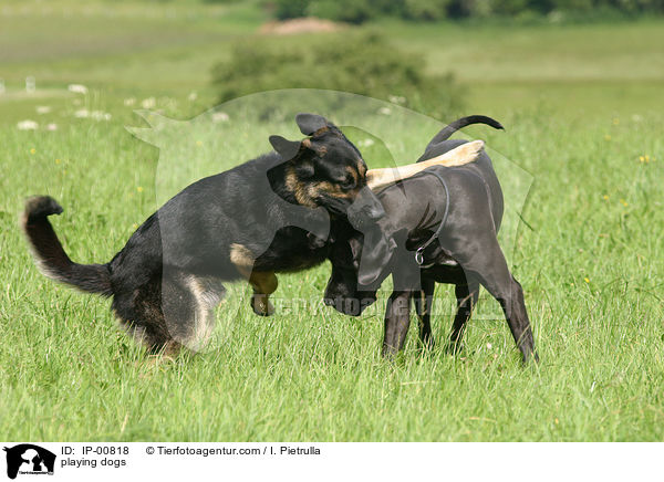 spielende Hunde / playing dogs / IP-00818