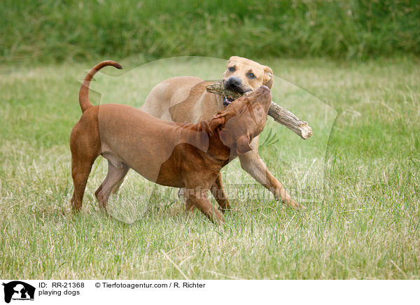 spielende Hunde / playing dogs / RR-21368