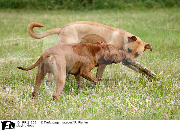 spielende Hunde / playing dogs / RR-21369