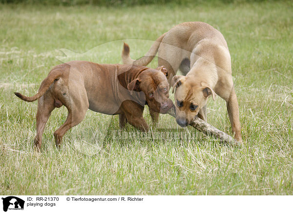 playing dogs / RR-21370