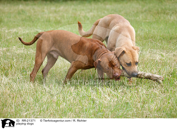 playing dogs / RR-21371