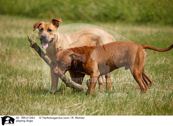 spielende Hunde / playing dogs / RR-21383
