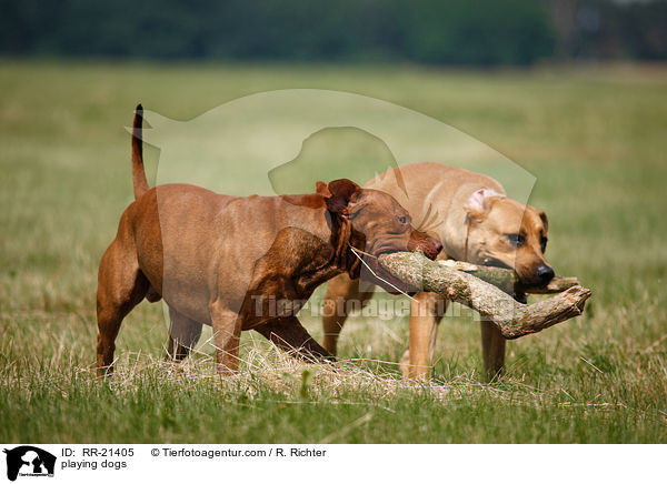 playing dogs / RR-21405