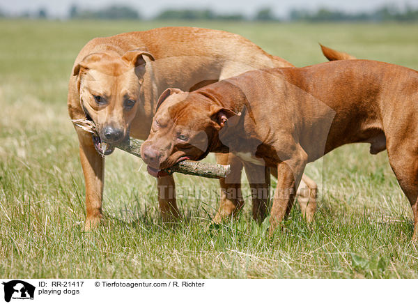 playing dogs / RR-21417