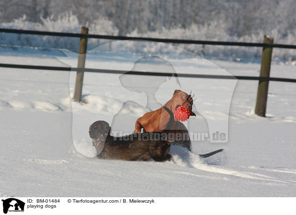playing dogs / BM-01484