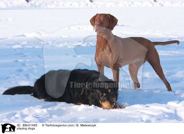 playing dogs / BM-01485