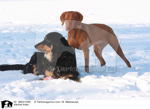 playing dogs / BM-01486