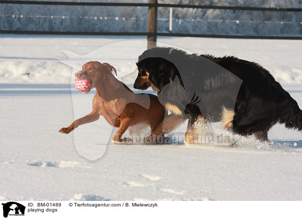 playing dogs / BM-01489