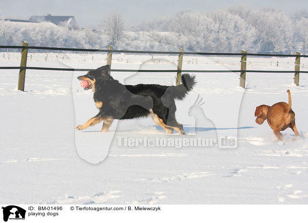 playing dogs / BM-01496
