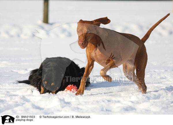 spielende Hunde / playing dogs / BM-01503